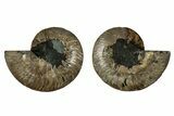 Cut & Polished, Agatized Ammonite Fossil - Madagascar #344480-1